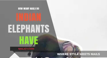 Indian Elephants' Unique Nail Count: Unveiling Their Fascinating Foot Anatomy