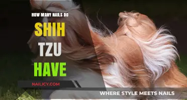 Shih Tzu Nail Count: Understanding Your Dog's Paw Anatomy