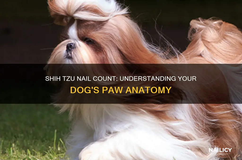 how many nails do shih tzu have