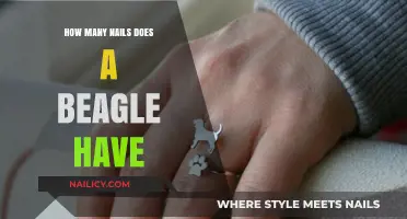 Understanding Your Beagle's Paw Anatomy: Nail Count and Care Tips