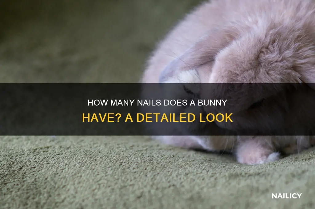 how many nails does a bunny have