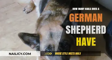 German Shepherd Nail Count: Understanding Your Dog's Paw Anatomy