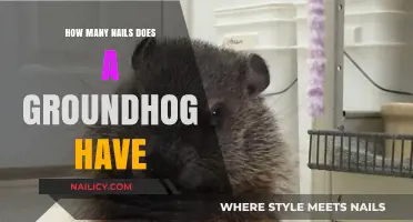 Groundhog Nail Count: Unveiling the Surprising Truth About Their Claws