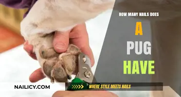 Pug Paw Anatomy: Uncovering the Number of Nails They Possess