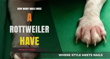 Rottweiler Nail Count: Understanding Your Dog's Paw Anatomy