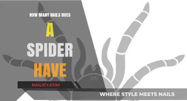 Unveiling the Mystery: How Many Nails Does a Spider Possess?