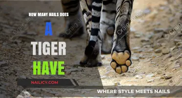 Unveiling the Mystery: How Many Nails Does a Tiger Possess?