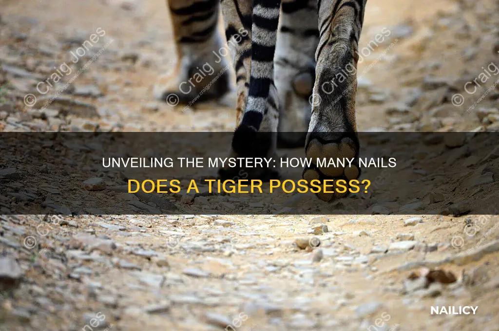how many nails does a tiger have