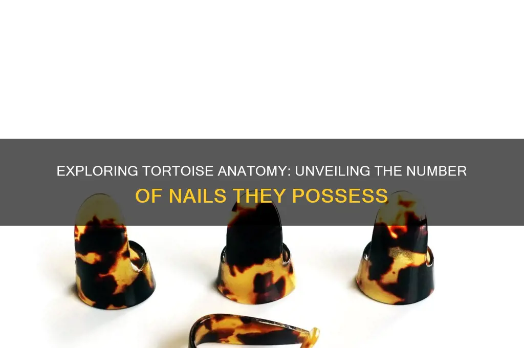 how many nails does a tortoise have