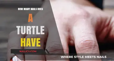 Unveiling the Mystery: How Many Nails Does a Turtle Possess?