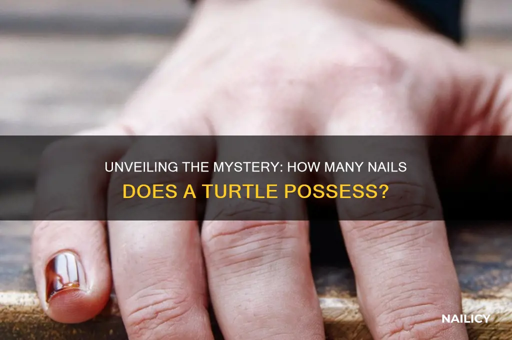 how many nails does a turtle have
