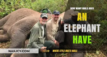 Unveiling the Surprising Truth About Elephant Toenail Counts