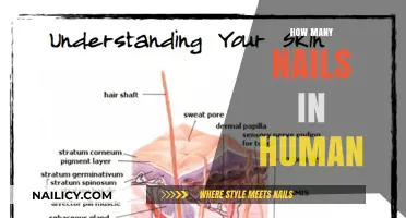 Unveiling the Surprising Truth About Nails in the Human Body