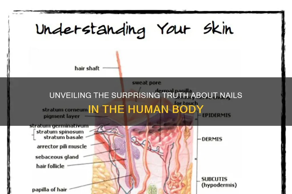 how many nails in human