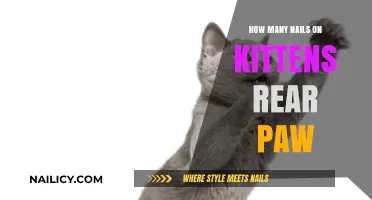 Understanding Your Kitten's Rear Paw: Nail Count and Care Tips