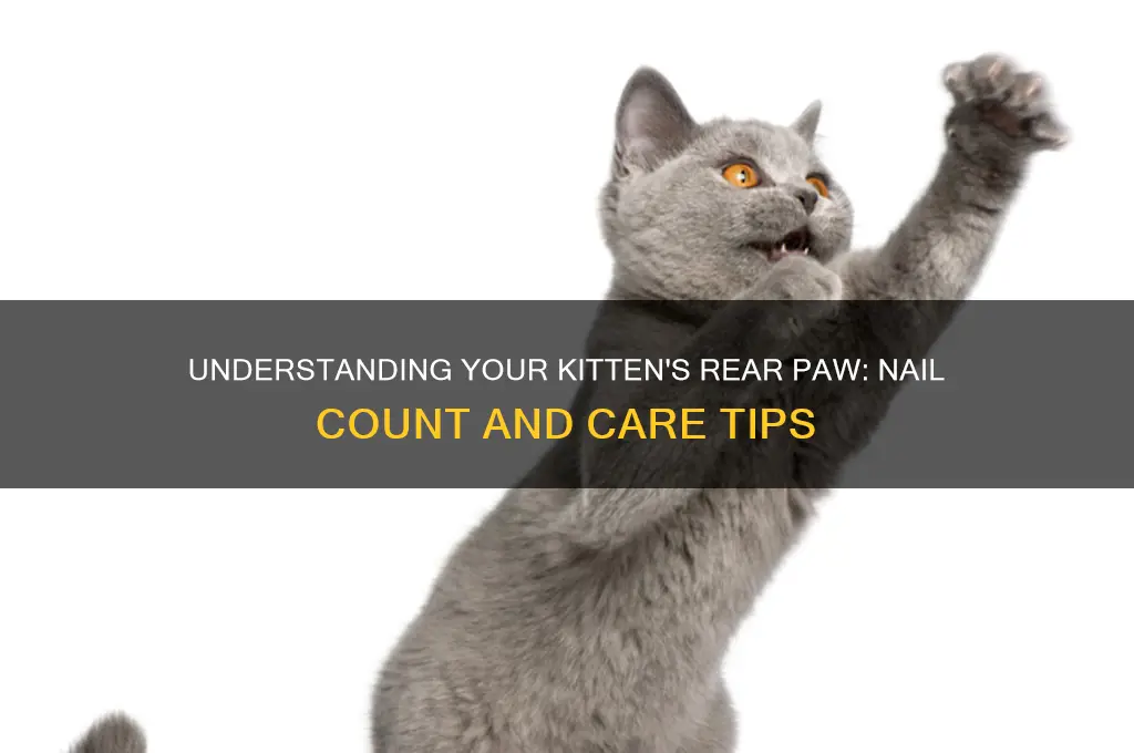 how many nails on kittens rear paw