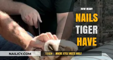 Unveiling the Mystery: How Many Nails Does a Tiger Possess?
