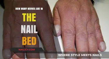 Unveiling the Surprising Number of Nerves in Your Nail Bed