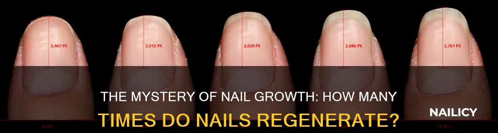 how many times do nails grow back