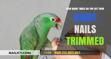 Essential Bird Care: The Importance of Regular Nail Trimming