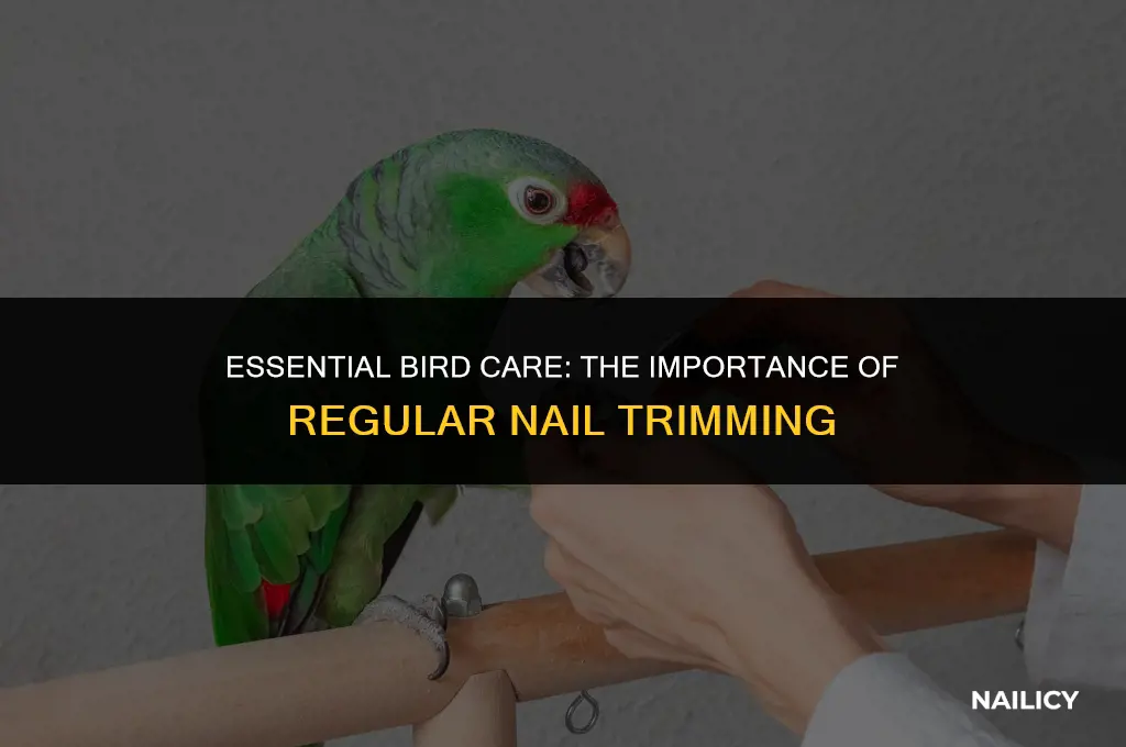 how many times do you get your birds nails trimmed
