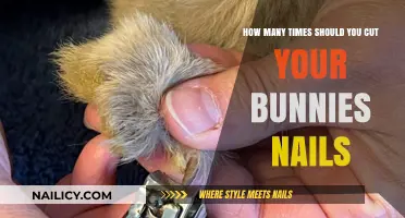 Clipping Your Rabbit's Nails: How Often?