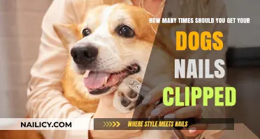 Paws and Reflect: A Guide to Dog Nail Trimming Frequency