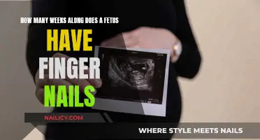 When Do Fetal Fingernails Develop?