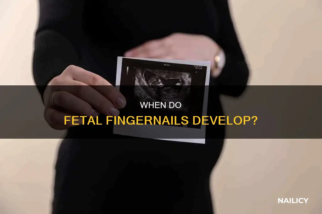 how many weeks along does a fetus have finger nails