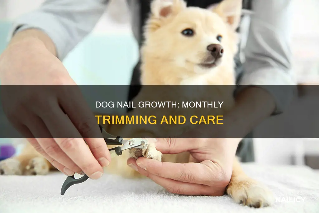 how mich do dogs nails grow each month