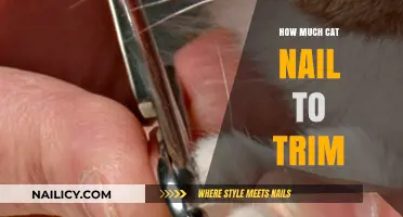 Trimming Cat Nails: How Short is Too Short?