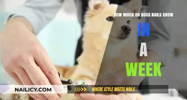Dog Nail Growth: Weekly Trimming and Care