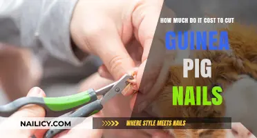 Maintaining Your Guinea Pig's Nails: Cost and Care