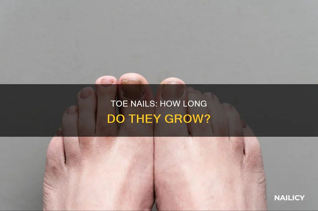 how much do toe nails grow