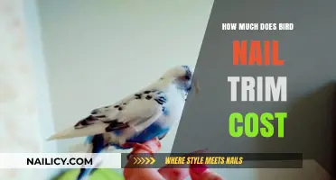 Trimming Your Bird's Nails: Cost and Care