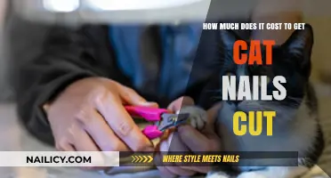 Purr-fectly Priced: The Cost of Cat Nail Trimming Services