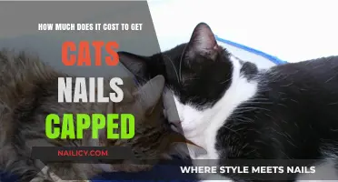 Purr-fectly Safe: The Cost of Cat Nail Capping Explained