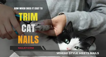 Trimming Your Cat's Nails: How Much Does It Cost?
