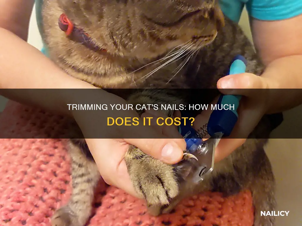 how much does it cost to trim cat nails