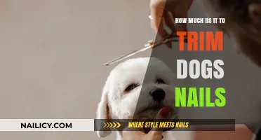 Trimming Dog Nails: What's the Cost?