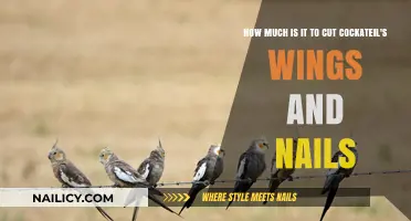 Trimming Your Cockatiel: Wing and Nail Costs