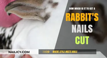 Bunny Grooming Guide: Trimming Your Rabbit's Nails Safely