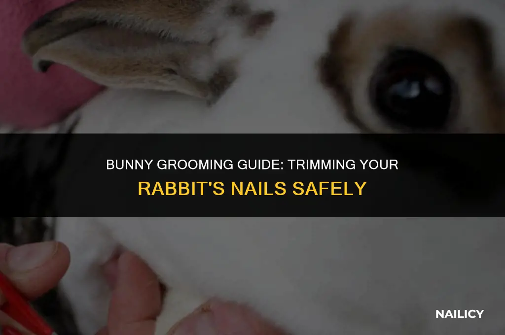 how much is it to get a rabbit