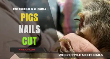 Guinea Pig Nail Care: Cost and Considerations for Clipping