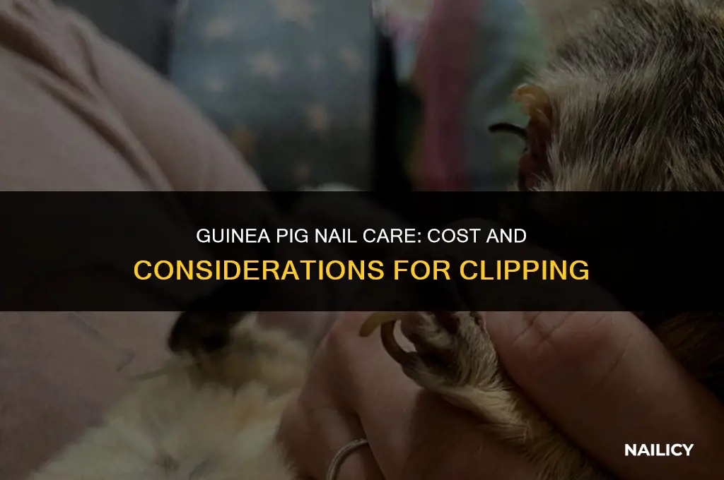 how much is it to get guinea pigs nails cut