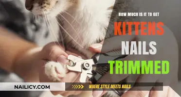 Purr-fectly Groomed: The Cost of Kitten Nail Trimming Services