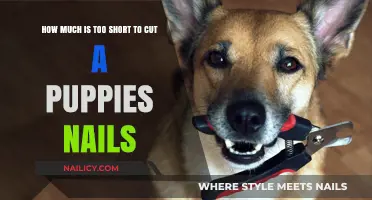 Puppy Nail Care: How Short is Too Short?