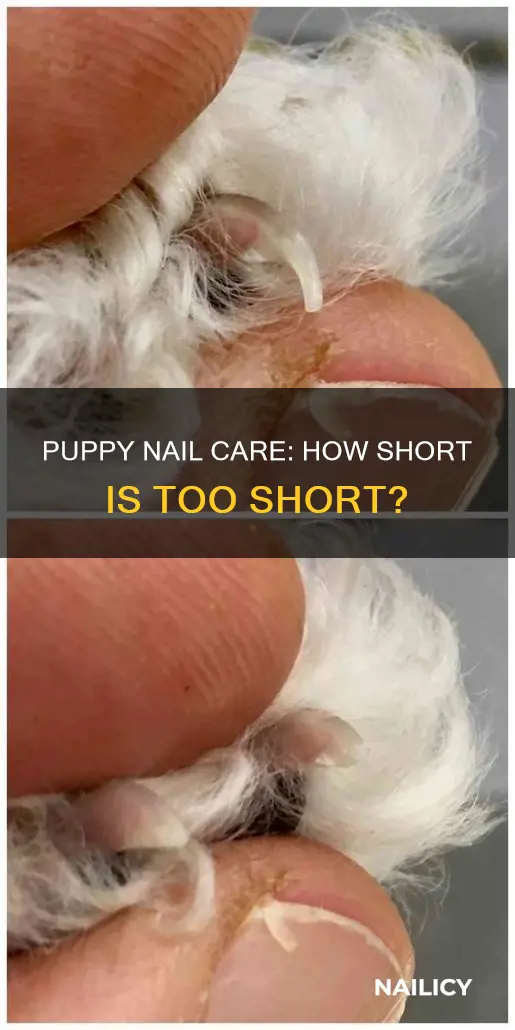 how much is too short to cut a puppies nails