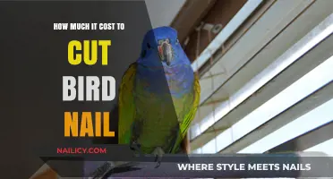 Trimming Your Bird's Nails: Average Cost and Factors