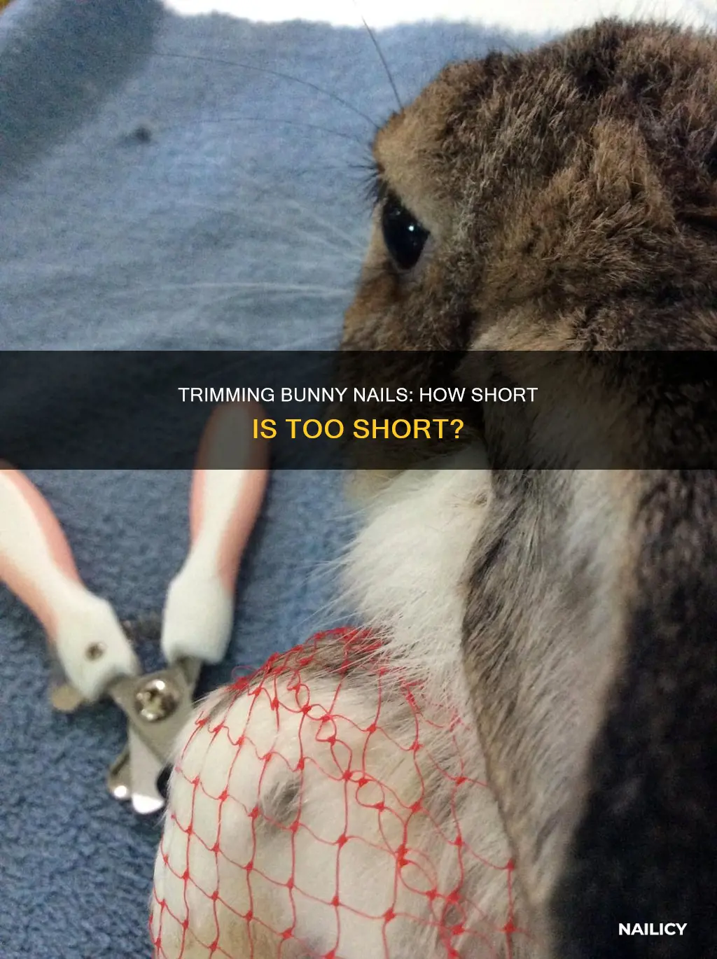 how much nails cut off bunny